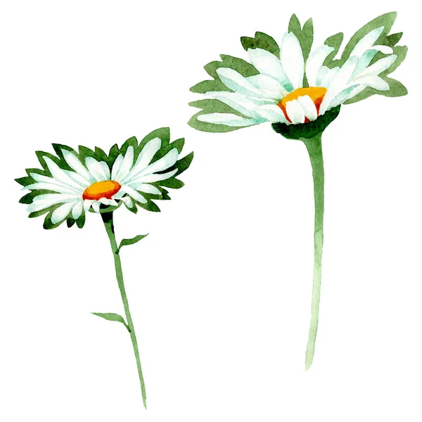 Vit Daisy blommiga botaniska blommor. Akvarell bakgrund illustration uppsättning. Isolerade prästkragar illustration element. — Stockfoto