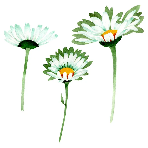 Vit Daisy blommiga botaniska blommor. Akvarell bakgrund illustration uppsättning. Isolerade prästkragar illustration element. — Stockfoto