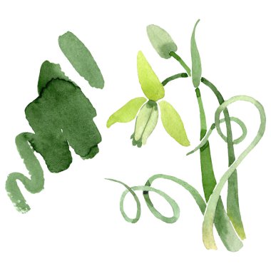 Albuca canadensis çiçek botanik çiçekler. Suluboya arka plan seti. İzole albuca illüstrasyon elemanı.