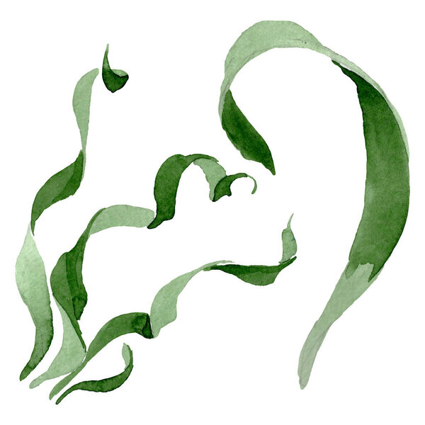 Albuca canadensis цветочные ботанические цветы. Акварельный набор фона. Изолированный элемент иллюстрации альбуки
.