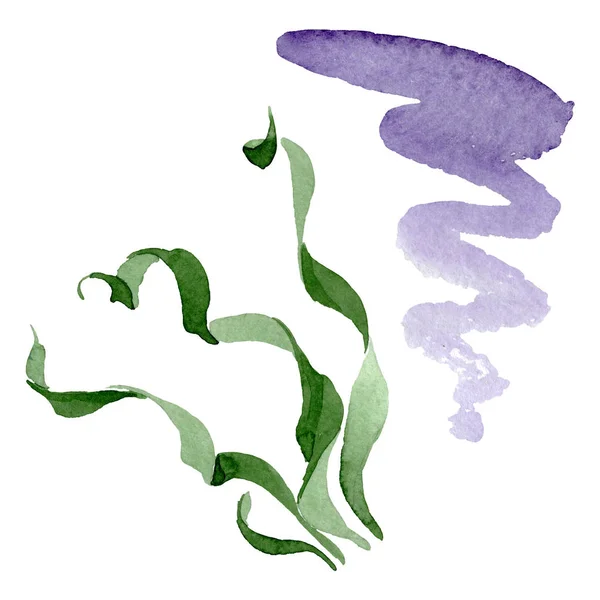 Albuca canadensis kwiatowe kwiaty botaniczne. Zestaw tła akwarelowego. Izolowany element ilustracji albuca. — Zdjęcie stockowe