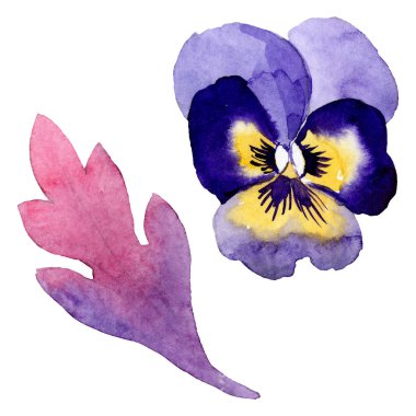 Pansies botanik çiçekleri ile süs. Suluboya arka plan illüstrasyon seti. Yalıtılmış viyola illüstrasyon öğesi.