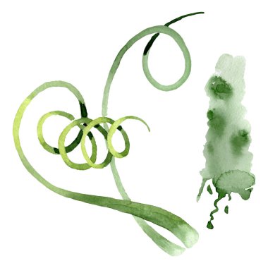 Albuca canadensis çiçek botanik çiçekler. Suluboya arka plan seti. İzole albuca illüstrasyon elemanı.