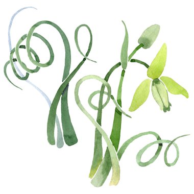 Albuca canadensis çiçek botanik çiçekler. Suluboya arka plan seti. İzole albuca illüstrasyon elemanı.