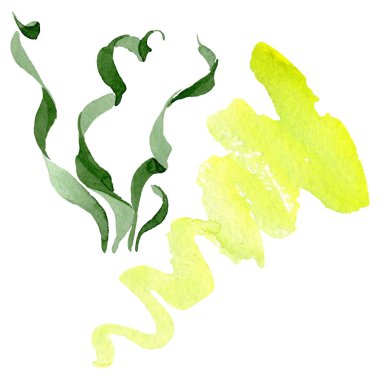 Albuca canadensis çiçek botanik çiçekler. Suluboya arka plan seti. İzole albuca illüstrasyon elemanı.
