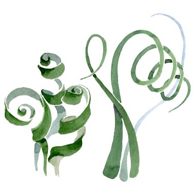 Albuca canadensis çiçek botanik çiçekler. Suluboya arka plan seti. İzole albuca illüstrasyon elemanı.