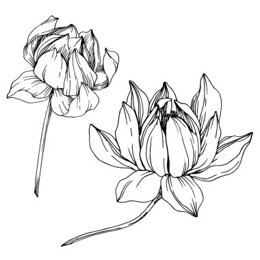 Vektör Lotus çiçek botanik çiçekler. Siyah ve beyaz oyulmuş mürekkep sanatı. İzole lotus illüstrasyon elemanı.