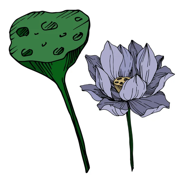 Vektor Lotus Blumen botanischen Blumen. Schwarz-weiß gestochene Tuschekunst. isoliertes Lotus-Illustrationselement. — Stockvektor