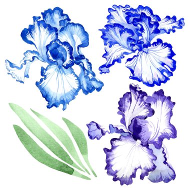 Mavi iris çiçek botanik çiçekler. Suluboya arka plan illüstrasyon seti. Yalıtılmış irises illüstrasyon elemanı.