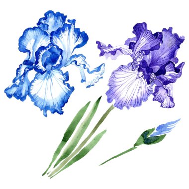 Mavi iris çiçek botanik çiçekler. Suluboya arka plan illüstrasyon seti. Yalıtılmış irises illüstrasyon elemanı.