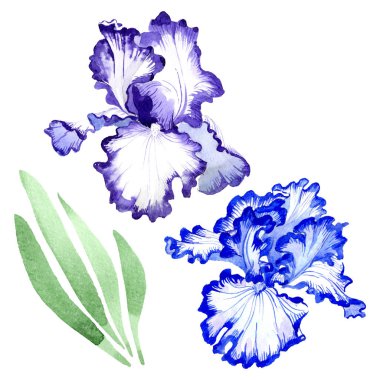 Mavi iris çiçek botanik çiçekler. Suluboya arka plan illüstrasyon seti. Yalıtılmış irises illüstrasyon elemanı.