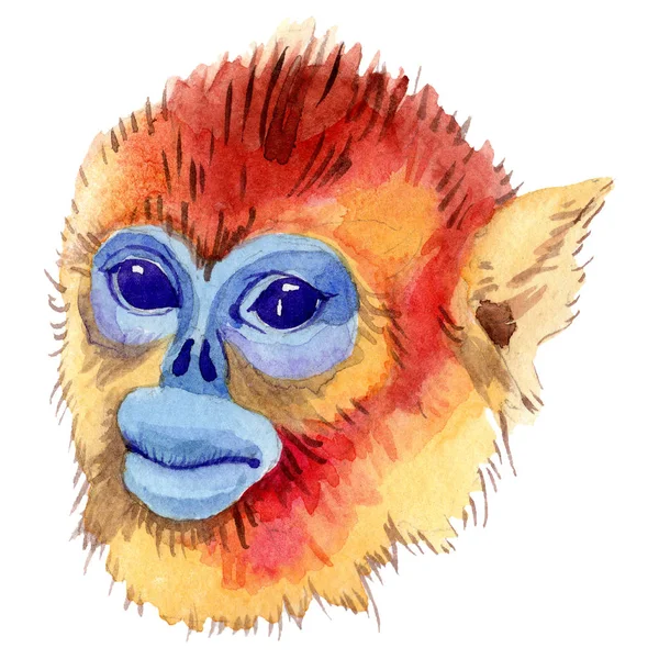 Exotic monkey wild animal in a watercolor style isolated. Aquarelle wild animal for background. — Stock Photo, Image