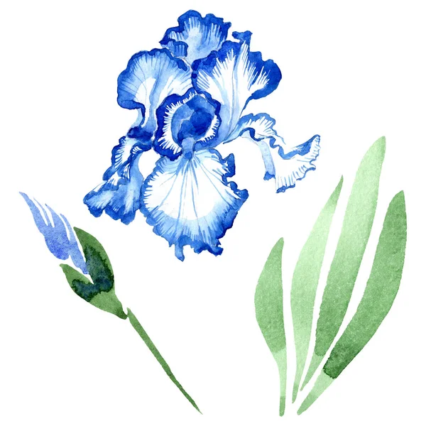 Modrý Iris květinové botanické květiny. Vodný obrázek pozadí-barevný. Izolovaný prvek – izolovaná kosatce. — Stock fotografie