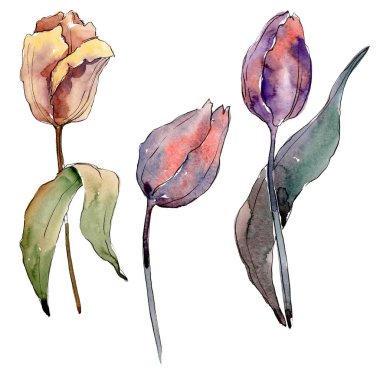 Kırmızı mor lale çiçek botanik çiçekler. Suluboya arka plan illüstrasyon seti. İzole laleler illüstrasyon elemanı.