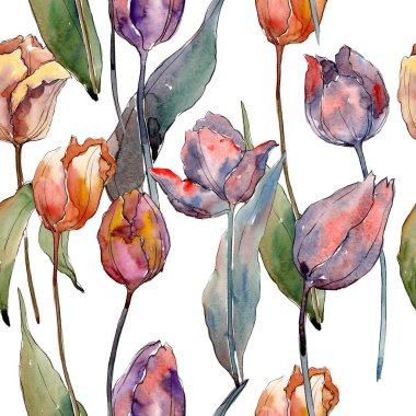 Kırmızı mor lale çiçek botanik çiçekler. Suluboya arka plan illüstrasyon seti. Kesintisiz arka plan deseni.
