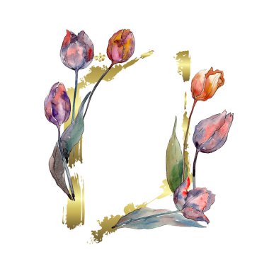 Kırmızı mor lale çiçek botanik çiçekler. Suluboya arka plan illüstrasyon seti. Çerçeve kenarlık süs karesi.