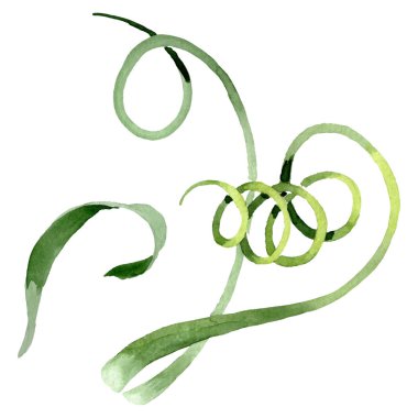 Albuca canadensis çiçek botanik çiçekler. Suluboya arka plan seti. İzole albuca illüstrasyon elemanı.