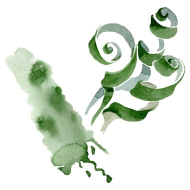 Albuca canadensis çiçek botanik çiçekler. Suluboya arka plan seti. İzole albuca illüstrasyon elemanı.