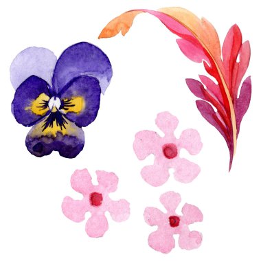 Pansies botanik çiçekleri ile süs. Suluboya arka plan illüstrasyon seti. Yalıtılmış viyola illüstrasyon öğesi.