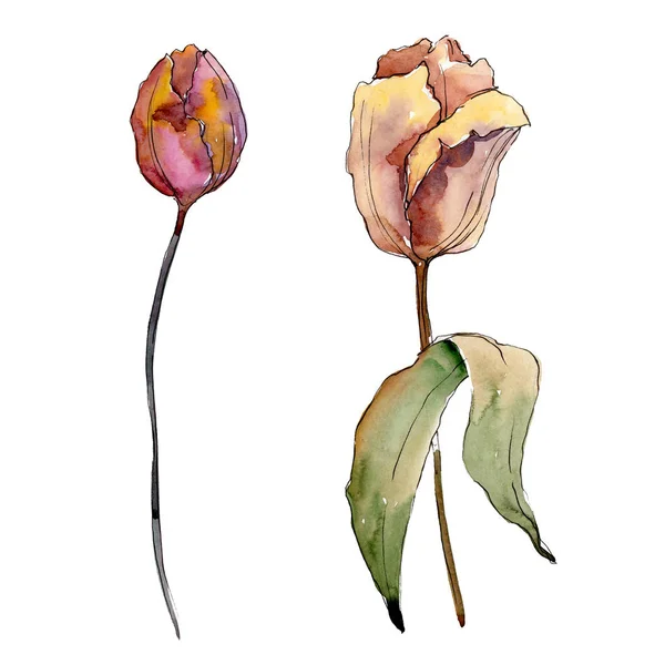 Fiori botanici floreali di tulipano viola rosso. Acquerello sfondo illustrazione set. Elemento di illustrazione tulipani isolati . — Foto Stock