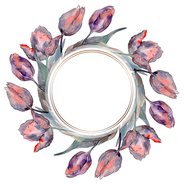 Fiori botanici floreali di tulipano viola rosso. Acquerello sfondo illustrazione set. Quadrato ornamento bordo cornice . — Foto Stock