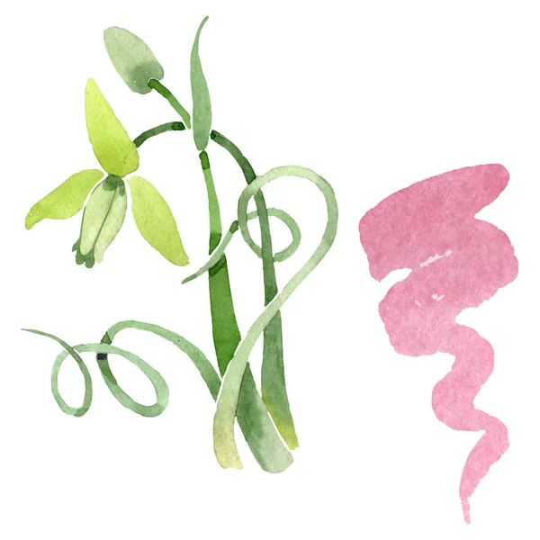 アルブカカナデンシス花植物の花。水彩画の背景セット。孤立したアルブカイラスト要素. — ストック写真