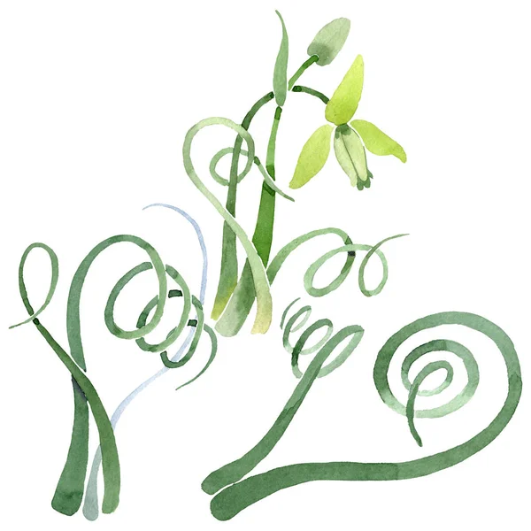 Albuca canadensis flores botánicas florales. Conjunto de fondo acuarela. Elemento ilustrativo aislado de albuca . — Foto de Stock