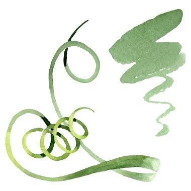 Albuca canadensis çiçek botanik çiçekler. Suluboya arka plan seti. İzole albuca illüstrasyon elemanı.