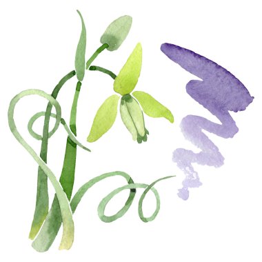 Albuca canadensis çiçek botanik çiçekler. Suluboya arka plan seti. İzole albuca illüstrasyon elemanı.