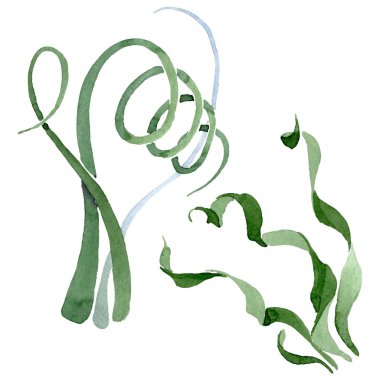 Albuca canadensis çiçek botanik çiçekler. Suluboya arka plan seti. İzole albuca illüstrasyon elemanı.