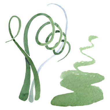 Albuca canadensis çiçek botanik çiçekler. Suluboya arka plan seti. İzole albuca illüstrasyon elemanı.