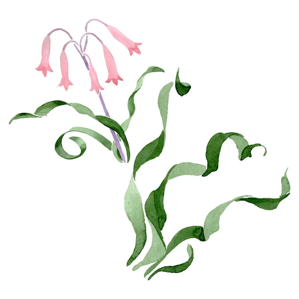 阿尔布卡卡纳登西花卉植物花。水彩背景集。隔离的阿尔布卡插图元素. — 图库照片