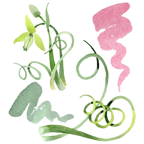 Albuca canadensis flores botânicas florais. Conjunto de fundo aquarela. Isolado elemento de ilustração albuca . — Fotografia de Stock