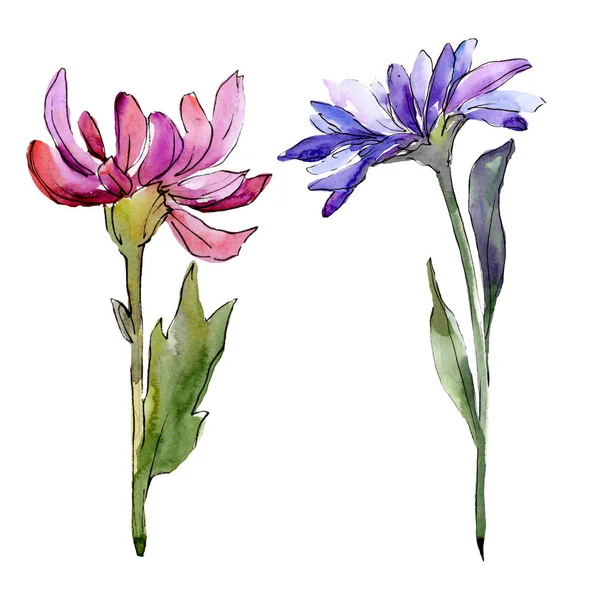 Aster blühende botanische Blumen. Aquarell Hintergrundillustration Set. isolierte Astern Illustrationselement. — Stockfoto