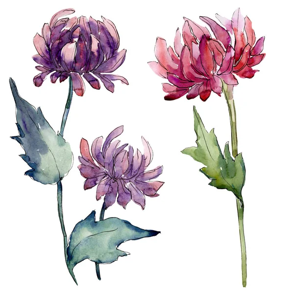 Aster flores botânicas florais. Conjunto de ilustração de fundo aquarela. Elemento de ilustração asters isolado . — Fotografia de Stock