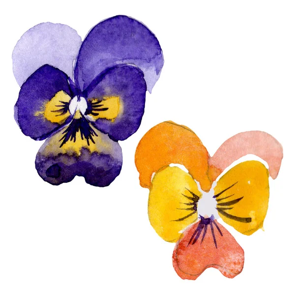 Prydnad med penséer botaniska blommor. Akvarell bakgrund illustration uppsättning. Isolerad Viola illustration element. — Stockfoto
