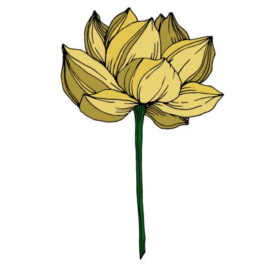 Vektör Lotus çiçek botanik çiçekler. Siyah ve beyaz oyulmuş mürekkep sanatı. İzole lotus illüstrasyon elemanı.