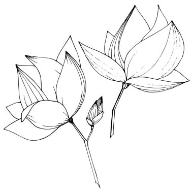 Vektör Magnolia foral botanik çiçekler. Siyah ve beyaz oyulmuş mürekkep sanatı. İzole manolya illüstrasyon elemanı.