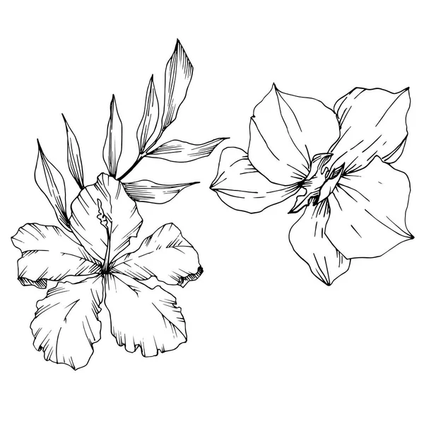 Vektorový tropický květ a listí izolované. Černé a bílé ryté inkoustem. Ojedinělý prvek ilustrace rostliny. — Stockový vektor