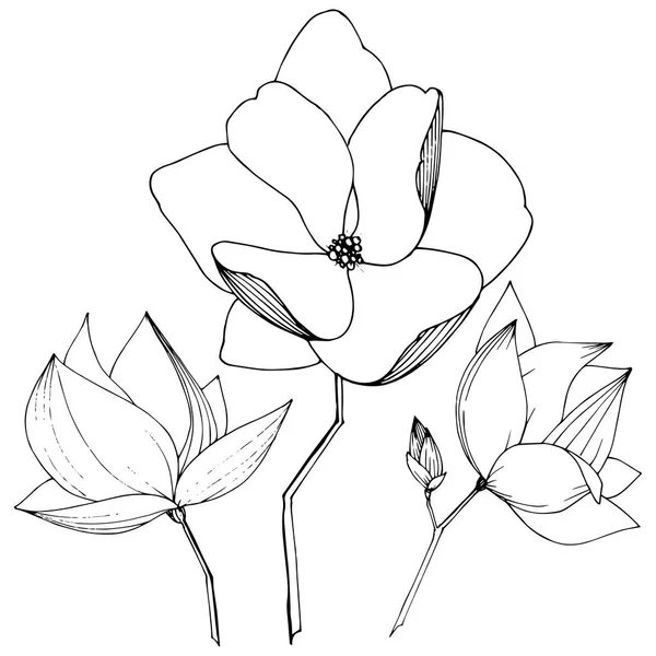 Vector Magnolia foral flores botánicas. Tinta grabada en blanco y negro. Elemento ilustrativo de magnolia aislada . — Archivo Imágenes Vectoriales