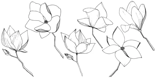 Vector Magnolia foral flores botánicas. Tinta grabada en blanco y negro. Elemento ilustrativo de magnolia aislada . — Vector de stock