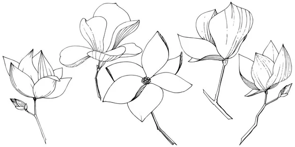 Vector Magnolia foral flores botânicas. Tinta gravada a preto e branco. Elemento de ilustração de magnólia isolada . — Vetor de Stock