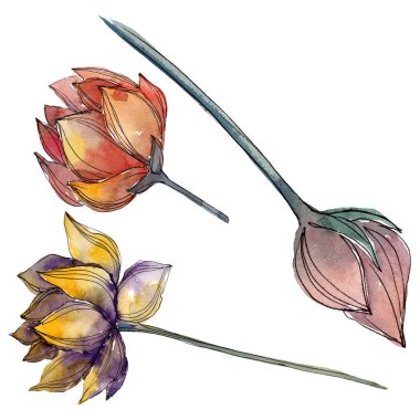 Lotus çiçek botanik çiçekler. Suluboya arka plan illüstrasyon seti. İzole lotus illüstrasyon elemanı.
