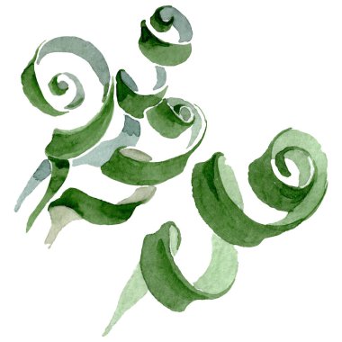 Albuca canadensis çiçek botanik çiçekler. Suluboya arka plan seti. İzole albuca illüstrasyon elemanı.