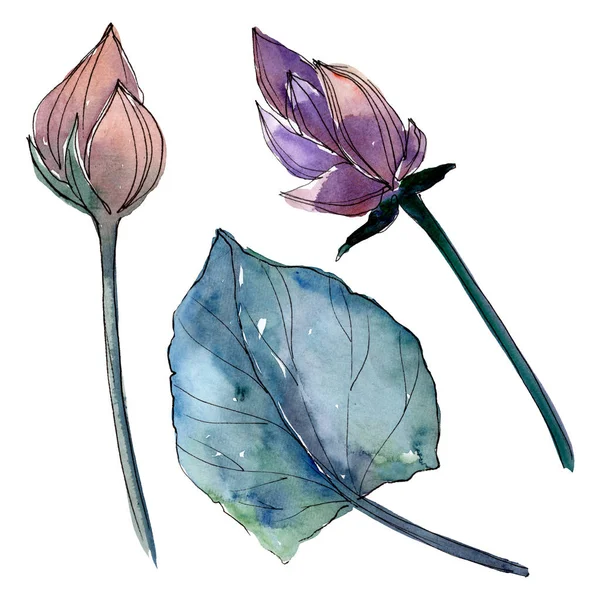 Lotus kwiatowy kwiatów botanicznych. Akwarela zestaw ilustracji tła. Element ilustrowany lotosu na białym tle. — Zdjęcie stockowe