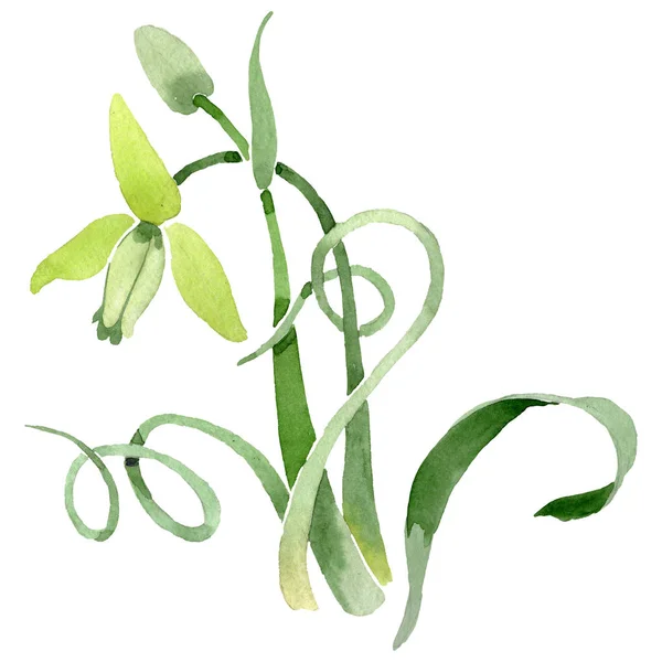 Albuca canadensis fiori botanici floreali. Set sfondo acquerello. Elemento isolante di illustrazione dell'albuca . — Foto Stock