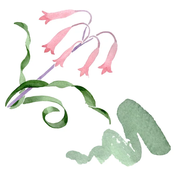 Albuca canadensis flores botánicas florales. Conjunto de fondo acuarela. Elemento ilustrativo aislado de albuca . — Foto de Stock