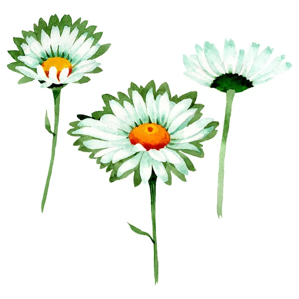 Weißes Gänseblümchen, botanische Blüten. Aquarell Hintergrundillustration Set. isolierte Gänseblümchen Illustrationselement. — Stockfoto