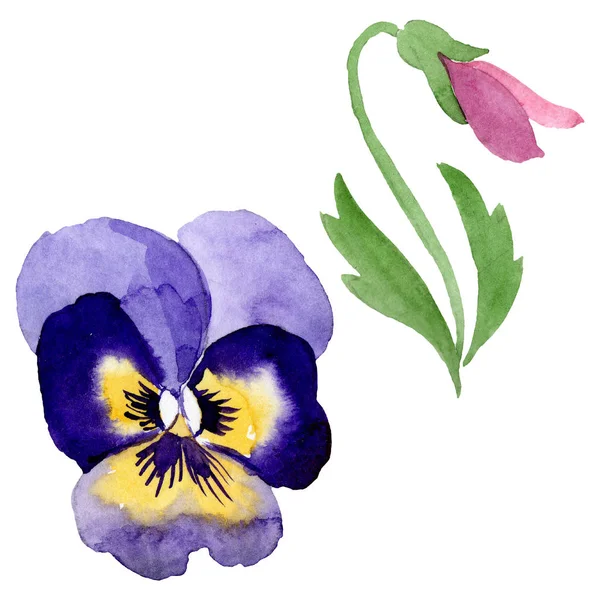 Pansies botanik çiçekleri ile süs. Suluboya arka plan illüstrasyon seti. Yalıtılmış viyola illüstrasyon öğesi. — Stok fotoğraf