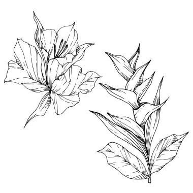 Vektör Tropikal çiçekler ve izole yaprakları. Siyah ve beyaz oyulmuş mürekkep sanatı. İzole bitki illüstrasyon elemanı.